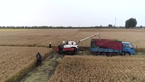 采集器正在中国北方的田里收割水稻 — 图库视频影像