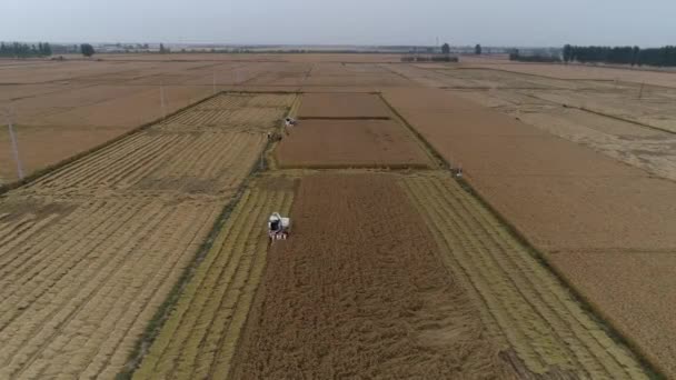Hasatçı Kuzey Çin Deki Tarlada Pirinç Topluyor — Stok video