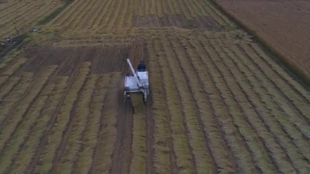 Moissonneuse Récolte Riz Dans Champ Chine Nord — Video
