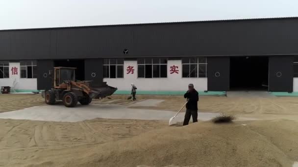 Luannan County Provincie Hebei China Oktober 2020 Boeren Drogen Rijst — Stockvideo