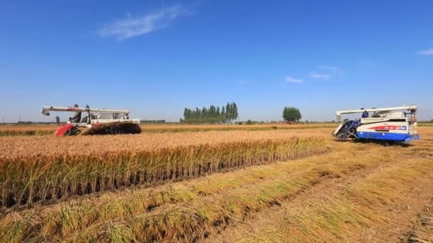 2020年10月12日 中国河北省阮南县 农民使用收割机在自己的农场收获水稻 — 图库视频影像