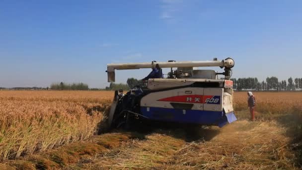 Luannan County Provinz Hebei China Oktober 2020 Bauern Setzen Erntemaschinen — Stockvideo