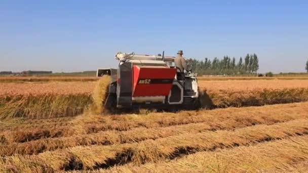 Luannan County Provinz Hebei China Oktober 2020 Bauern Setzen Erntemaschinen — Stockvideo