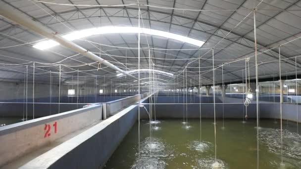 Fábrica Água Mar Oficina Aquicultura Uma Fazenda Norte China — Vídeo de Stock