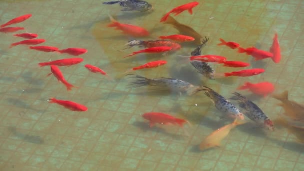 Barevné Koi Plavání Rybníku Severní Čína — Stock video