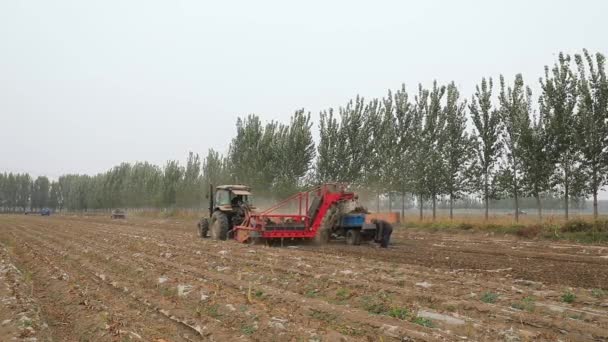 中国北方农民使用农业机械收割田里的焦油 — 图库视频影像