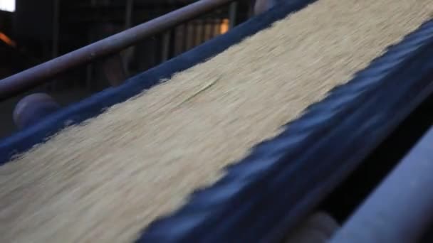 稻子在农场的输送带上 — 图库视频影像