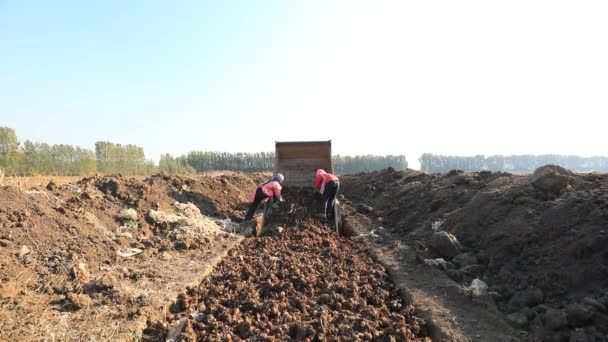 Agricultores Usam Máquinas Agrícolas Para Colher Taro Fazenda Norte China — Vídeo de Stock