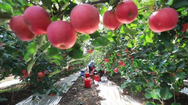 Lannan County Čína Října 2020 Zemědělci Sklízejí Jablka Red Fuji — Stock video