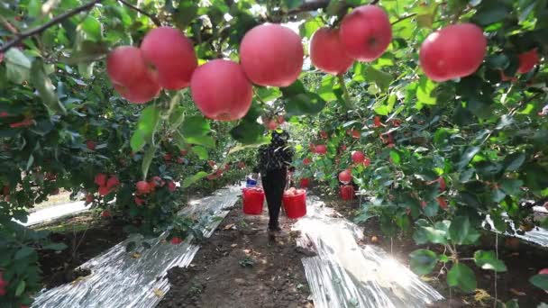 2020年10月26日 農家が果樹園で赤い富士のリンゴを収穫している 河北省 — ストック動画