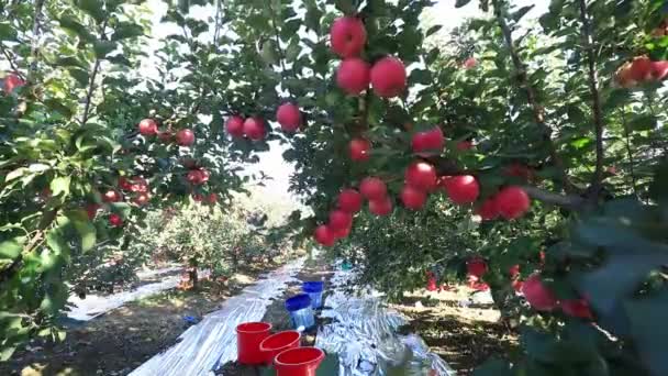 Państwo Luannskie Chiny Października 2020 Rolnicy Zbierają Czerwone Jabłka Fuji — Wideo stockowe