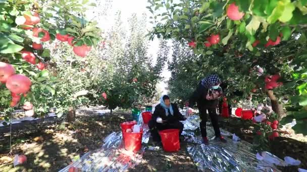 Lannan County Čína Října 2020 Zemědělci Sklízejí Jablka Red Fuji — Stock video