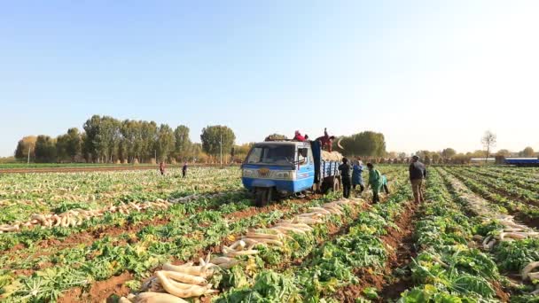 Luannan County Província Hebei China Novembro 2020 Agricultores Colhem Nabos — Vídeo de Stock
