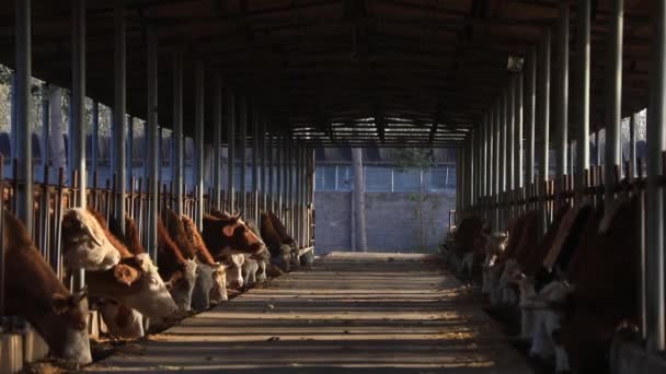 Sığır Eti Çiftlikte Kuzey Çin Yiyor — Stok video