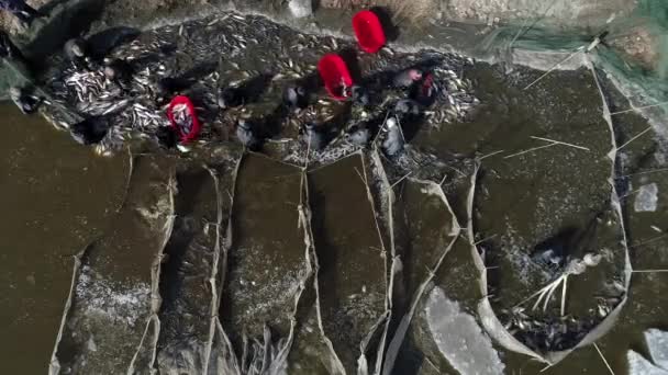 为了满足春节期间的市场需求 工人们在鱼塘中采摘各种养殖鱼 — 图库视频影像
