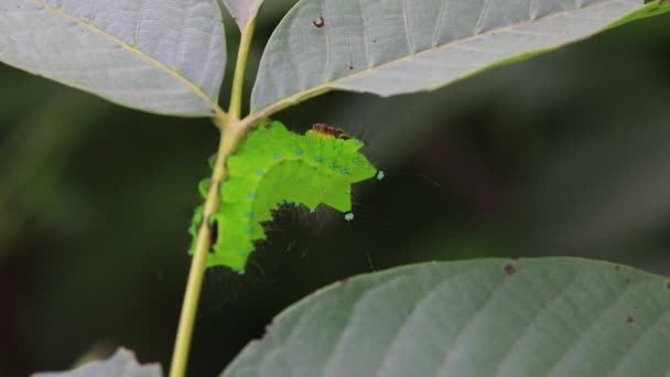 Silkesfjärilslarver Grenar Det Vilda Norra Kina — Stockvideo