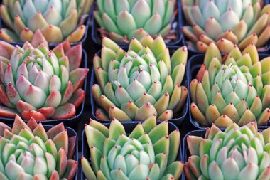 Lezzetli sulak bitkileri kapatın.