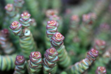 Lezzetli sulak bitkileri kapatın.