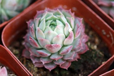 Lezzetli sulak bitkileri kapatın.