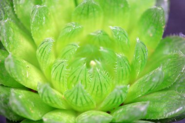 Lezzetli sulak bitkileri kapatın.