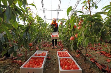 LUANNAN COUNTY, Hebei Eyaleti, Çin - 19 Mart 2020: Çiftçiler meyve bahçesinden olgun şeftali topluyor