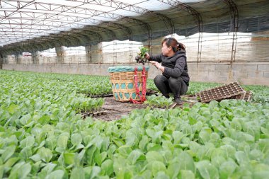 LUANNAN COUNTY, Hebei Eyaleti, Çin - 20 Mart 2020: çiftçiler fideleri fidanlıkta hasat ediyorlar.