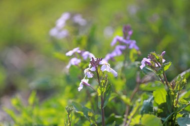 Şubat orkidesi parkta çiçek açmış.