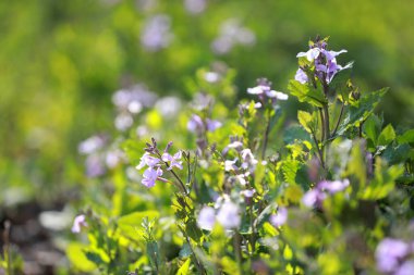 Şubat orkidesi parkta çiçek açmış.