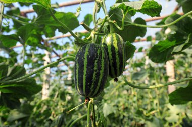 Kuzey Çin 'deki serada kavun olgunlaşmak üzere.