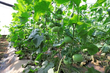 Kuzey Çin 'deki serada kavun olgunlaşmak üzere.