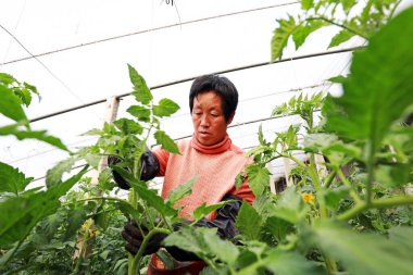 LUANNAN COUNTY, Hebei Eyaleti, Çin - 24 Mart 2020: Çiftçiler seradaki domates bitkilerini yönetiyor.