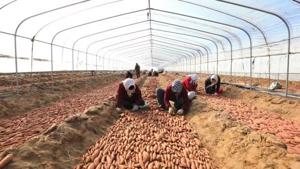 Luannan County Επαρχία Hebei Κίνα Μαρτίου 2020 Αγρότες Τοποθετούν Φυτώρια — Αρχείο Βίντεο