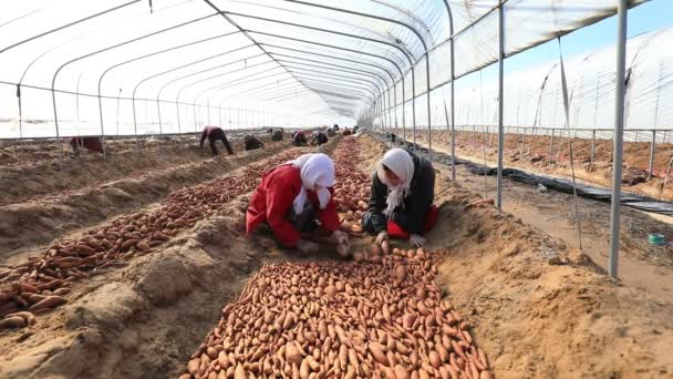 Luannan County Hebeiprovinsen Kina Mars 2020 Jordbrukarna Lägger Sötpotatisfrön Växthuset — Stockvideo