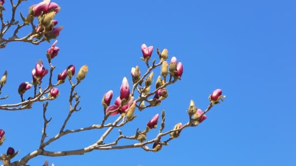 Magnolia Pozadí Modré Oblohy Severní Čína — Stock video