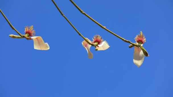 Magnolia Blauwe Lucht Achtergrond Noord China — Stockvideo