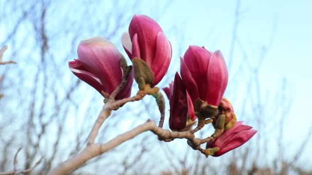 Magnolia Blommor Vinden — Stockvideo