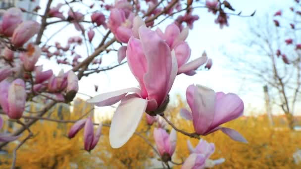 Magnolia Flores Brisa — Vídeo de Stock