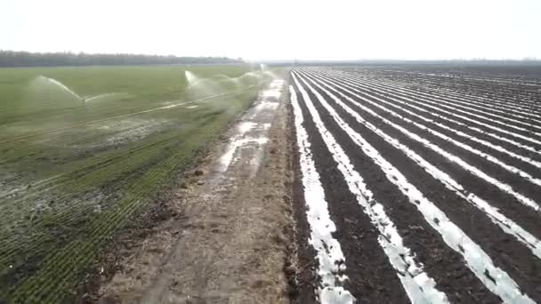 Bewässerungsanlagen Weizenfeldern Betrieb — Stockvideo