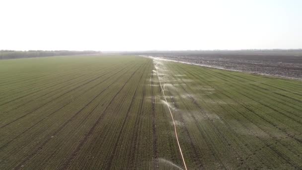 Єкти Зрошення Спринклерів Пшеничних Полях Експлуатації — стокове відео