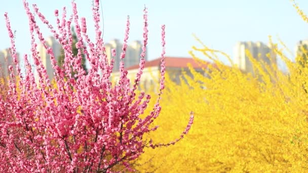 Flores Forsythia Flor Ulmeiro Parque Luannan County Província Hebei China — Vídeo de Stock