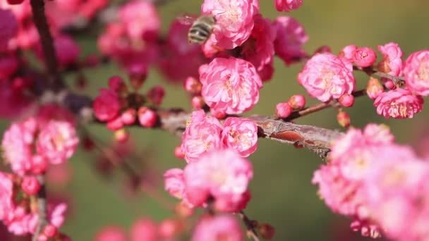Szilfa Virág Parkban Luannan Ország Hebei Tartomány Kína — Stock videók