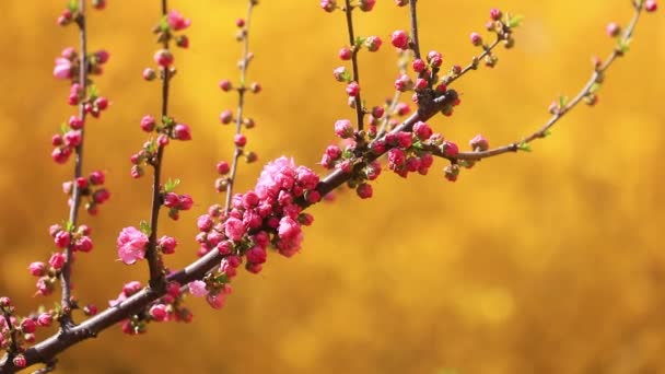 Elm Blomstre Parken Luannan County Hebei Provinsen Kina – Stock-video