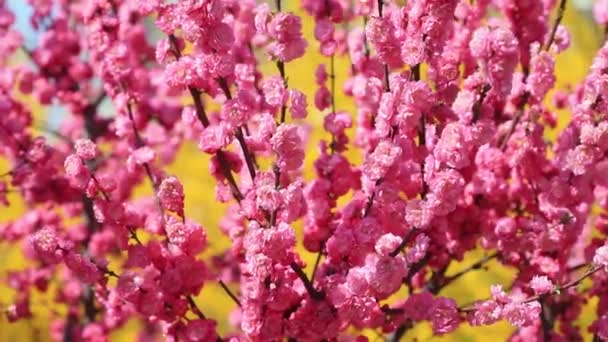 Цветок Вяза Парке Luannan County Провинция Хэбэй Китай — стоковое видео