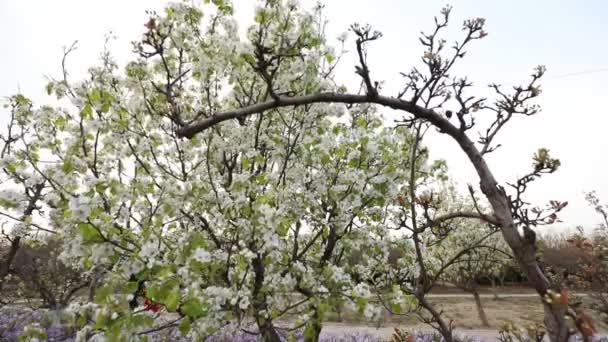 Hruška Kvete Plném Květu Parku Lannan County Provincie Hebei Čína — Stock video