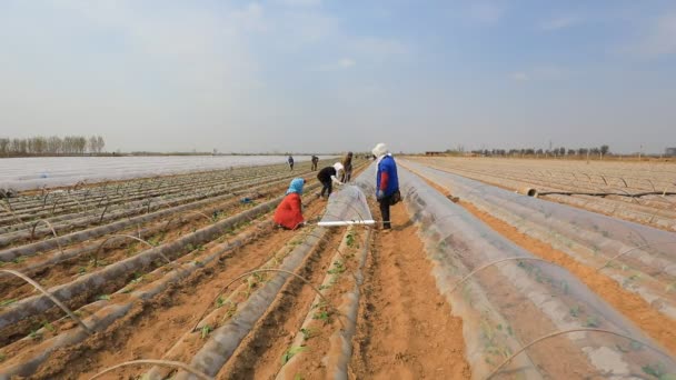 Luannan County Κίνα Απριλίου 2020 Αγρότες Καλύπτουν Γλυκοπατάτες Πλαστική Μεμβράνη — Αρχείο Βίντεο