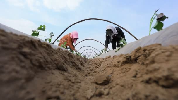 Luannan County China April 2020 Farmers Fertilize Sweet Potato Seedlings — Stock Video