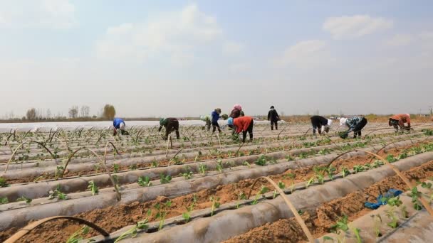 Luannan County Kina April 2020 Jordbrukare Planterar Sötpotatisplantor Luannan County — Stockvideo