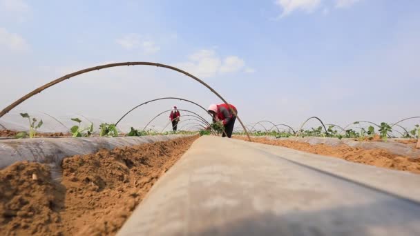 Luannan County Κίνα Απριλίου 2020 Αγρότες Φυτεύουν Φυτά Γλυκοπατάτας Επαρχία — Αρχείο Βίντεο
