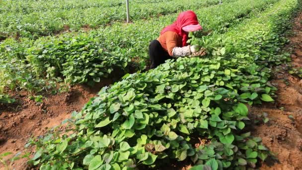 Luannan County Κίνα Απριλίου 2020 Αγρότες Συλλέγουν Φυτά Γλυκοπατάτας Στο — Αρχείο Βίντεο