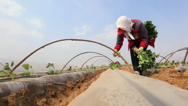 Luannan County China Abril 2020 Agricultores Plantam Mudas Batata Doce — Vídeo de Stock